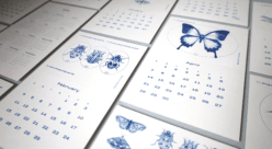 2024 Bug Calendar and Postcards photographed from an angle